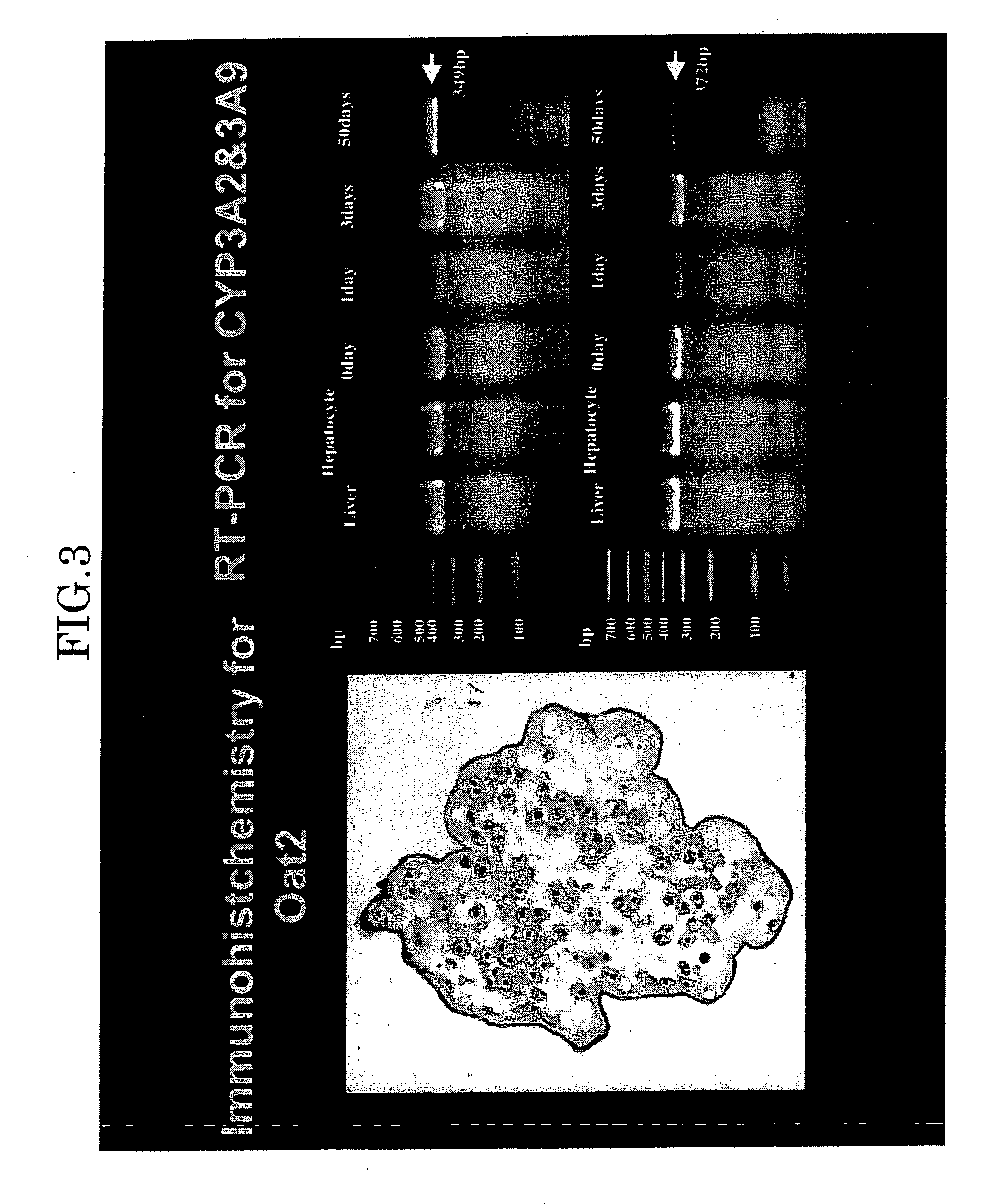Method for cryopreserving microencapsulated living animal cells enclosed in immunoisolation membranes, such microencapsulated living animal cells in immunoisolation membranes, and biohybrid artificial organ modules using such microencapsulated living animal cells in immunoisolation membranes
