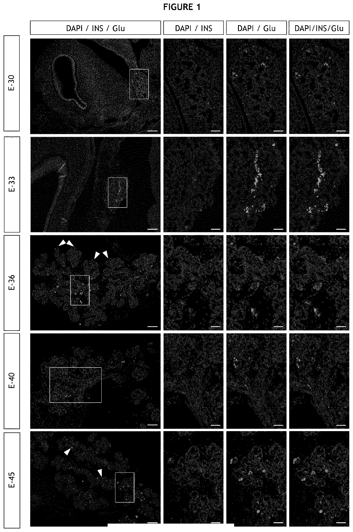 Production of a canine beta cell line from an immature pancreas