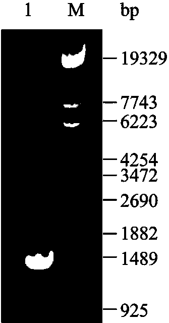 Genetic engineering bacterium for producing succinic acid and method for producing succinic acid by fermentation of genetic engineering bacteria