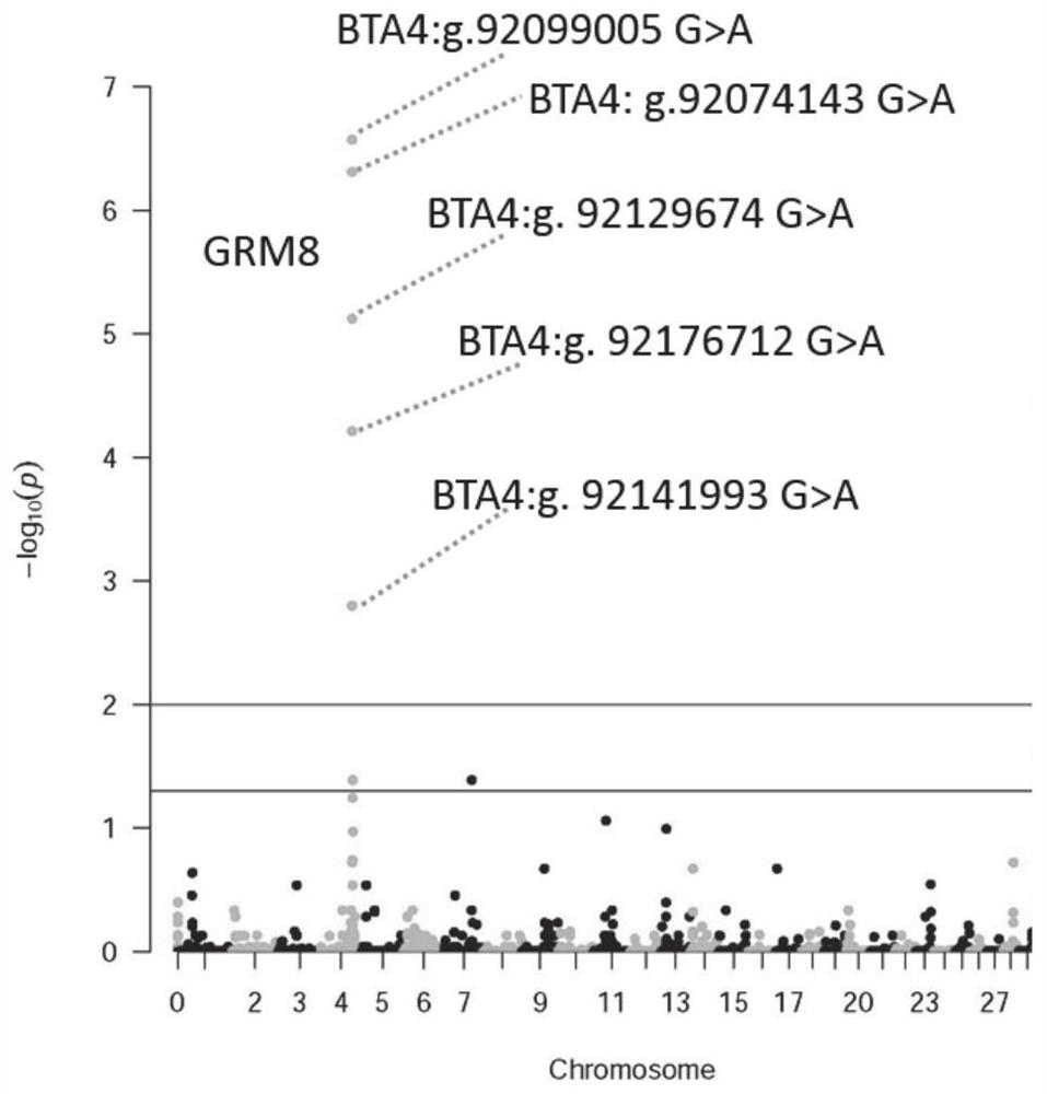 SNP molecular marker for dairy cow milk heat resistance screening and application in breeding field