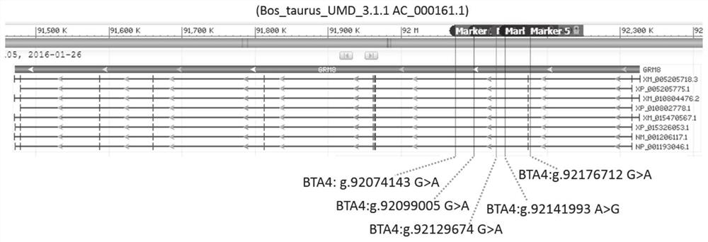 SNP molecular marker for dairy cow milk heat resistance screening and application in breeding field