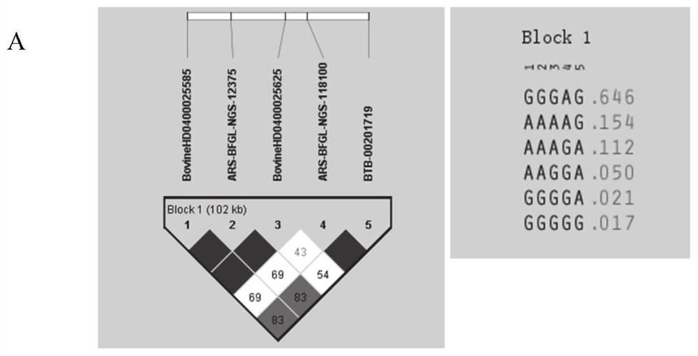 SNP molecular marker for dairy cow milk heat resistance screening and application in breeding field