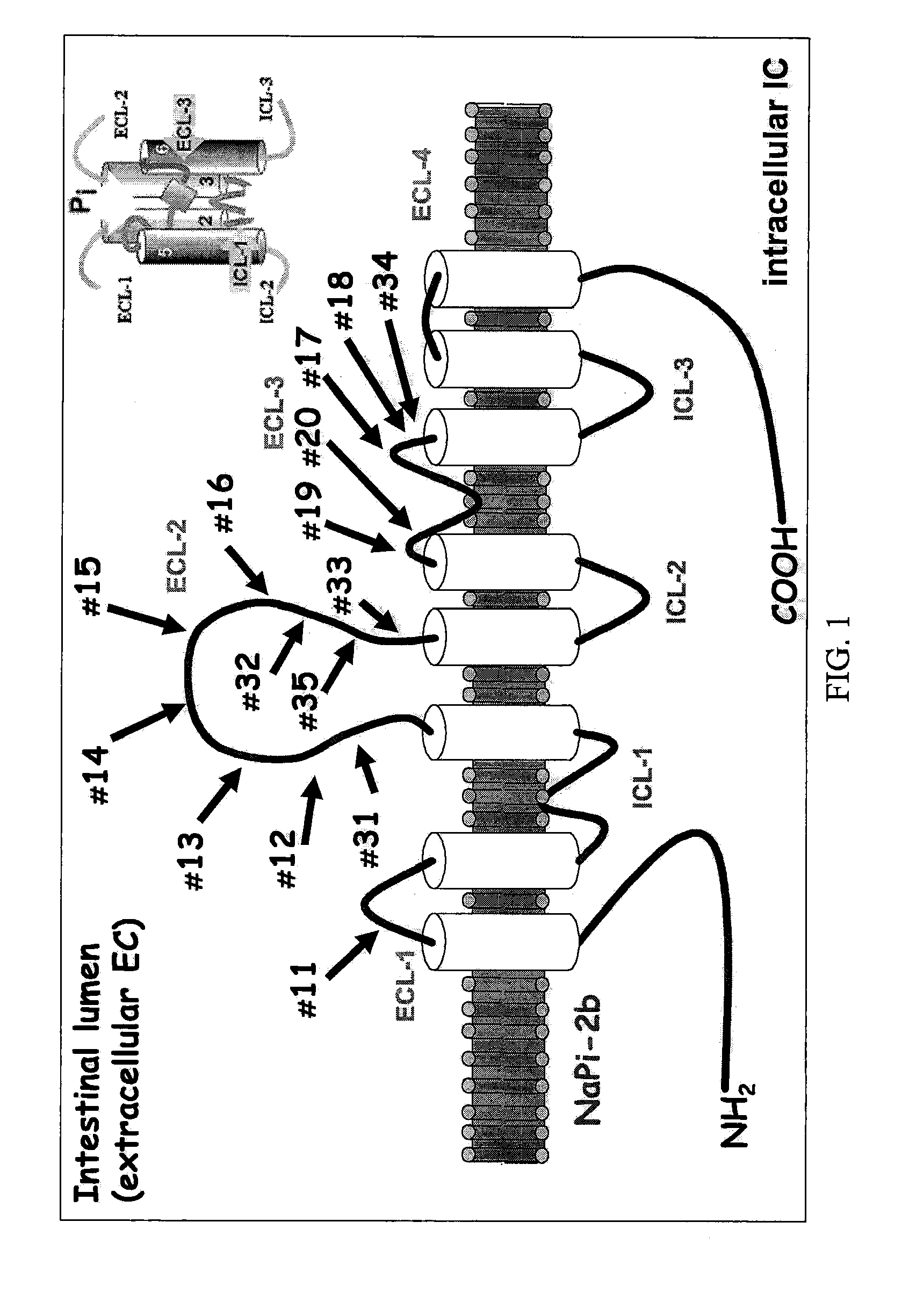 Method of reducing phosphate absorption by administering orally an IgY anti-intestinal sodium phosphate cotransporter type 2B antibody