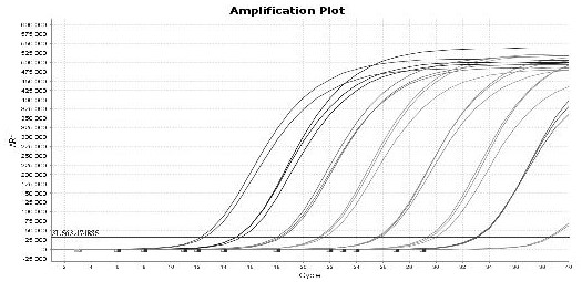 Novel E-type aviadenovirus Fiber fluorescent quantitative PCR detection kit and application thereof