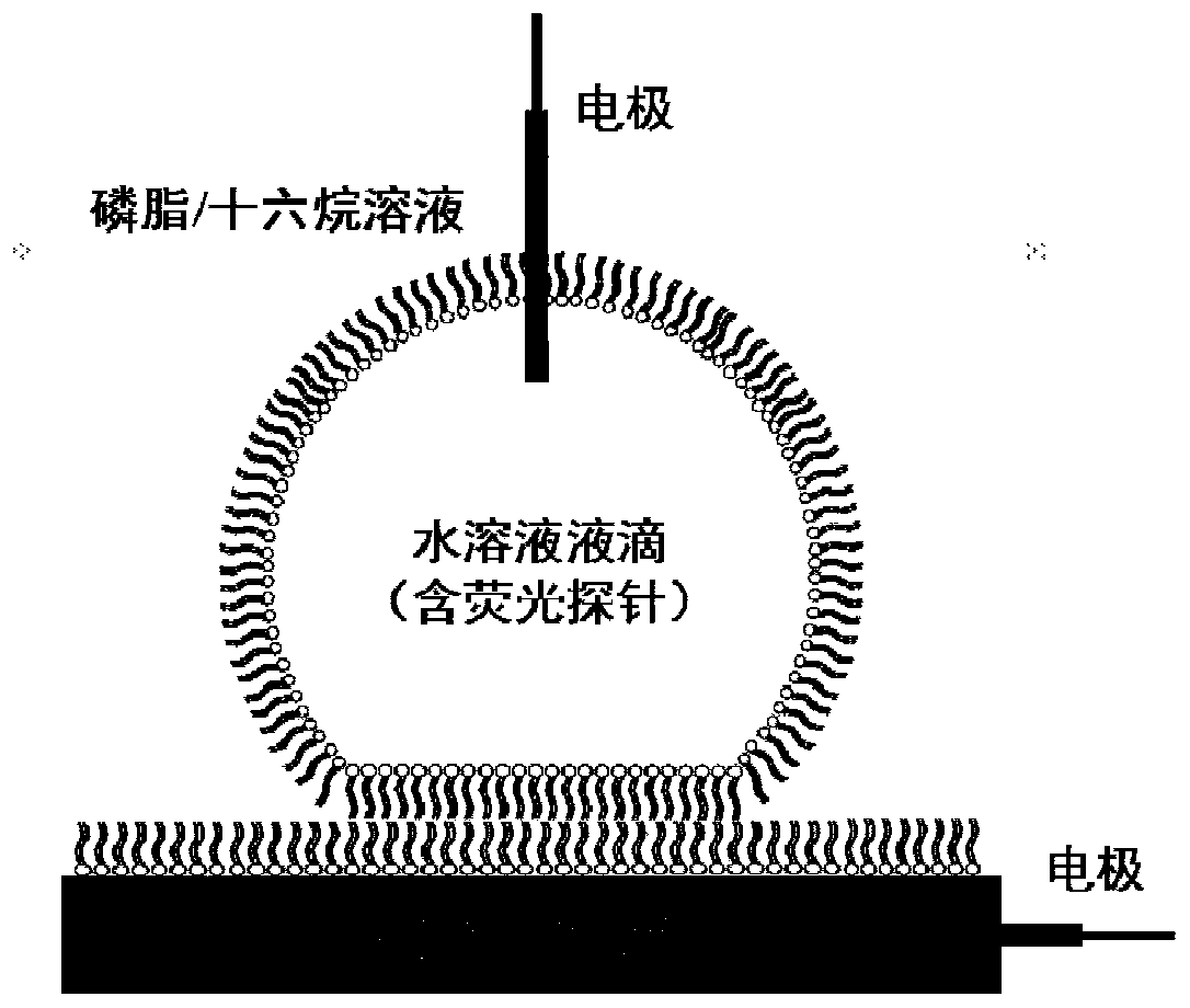 Nanopore single-molecule fluorescence imaging device and method under alternating current mode