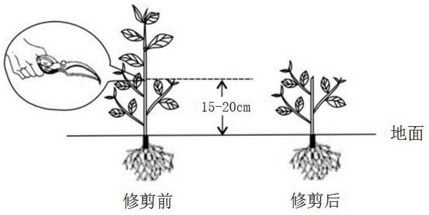 Tea tree equal-height and synchronous-ripe sizing trimming method