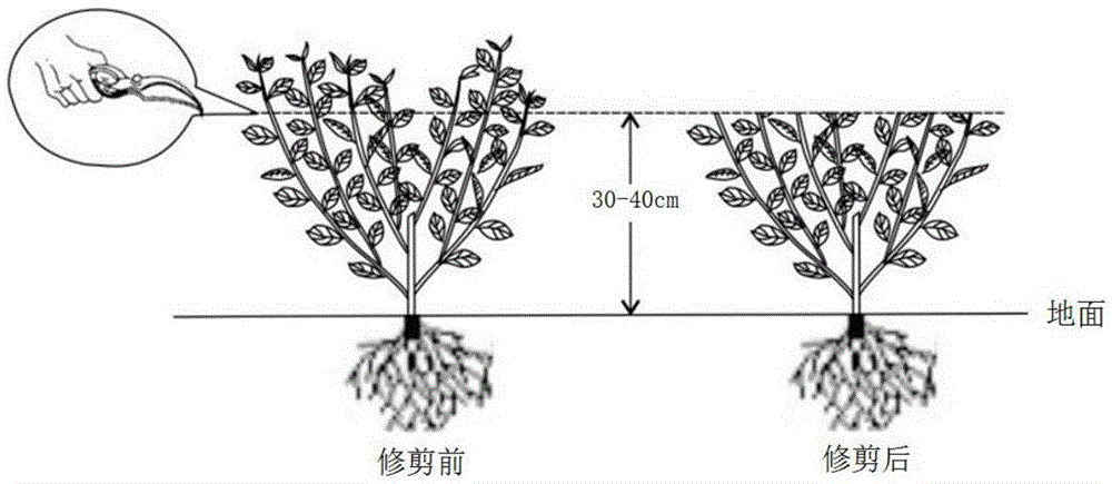 Tea tree equal-height and synchronous-ripe sizing trimming method