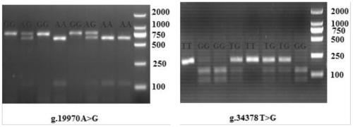 A set of SNP molecular markers for screening and/or detecting ejaculatory volume and fresh sperm motility of breeding bulls