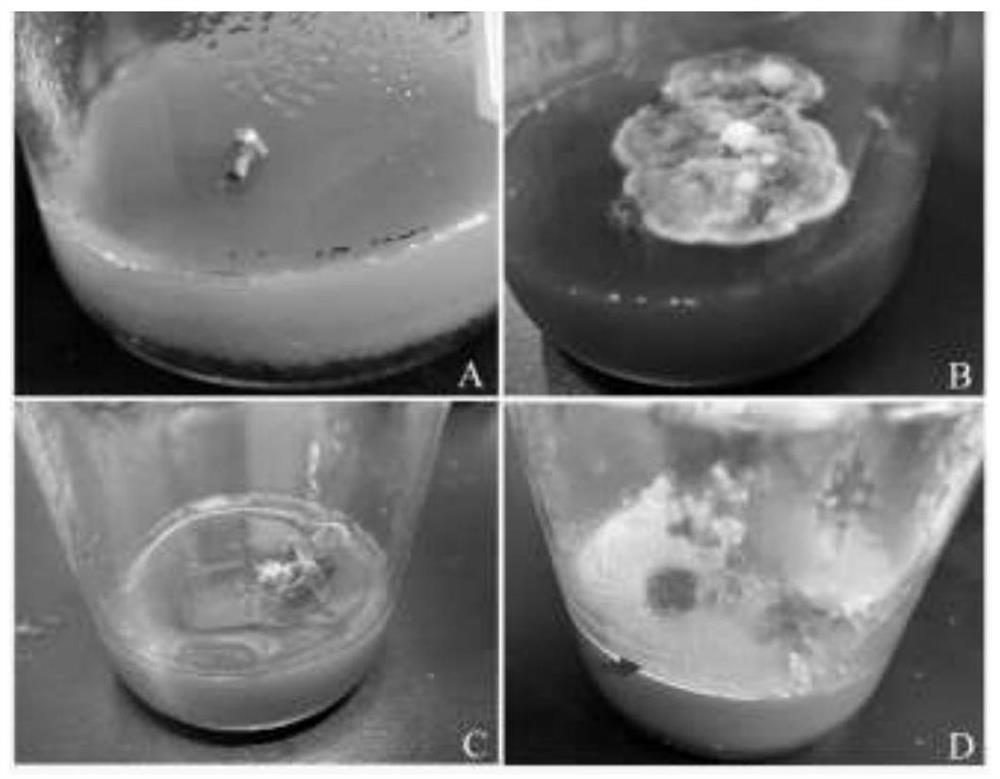 Method for preventing and treating aquatic plant tissue culture pollution bacteria