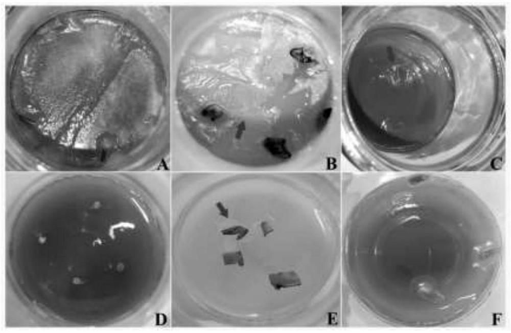 Method for preventing and treating aquatic plant tissue culture pollution bacteria