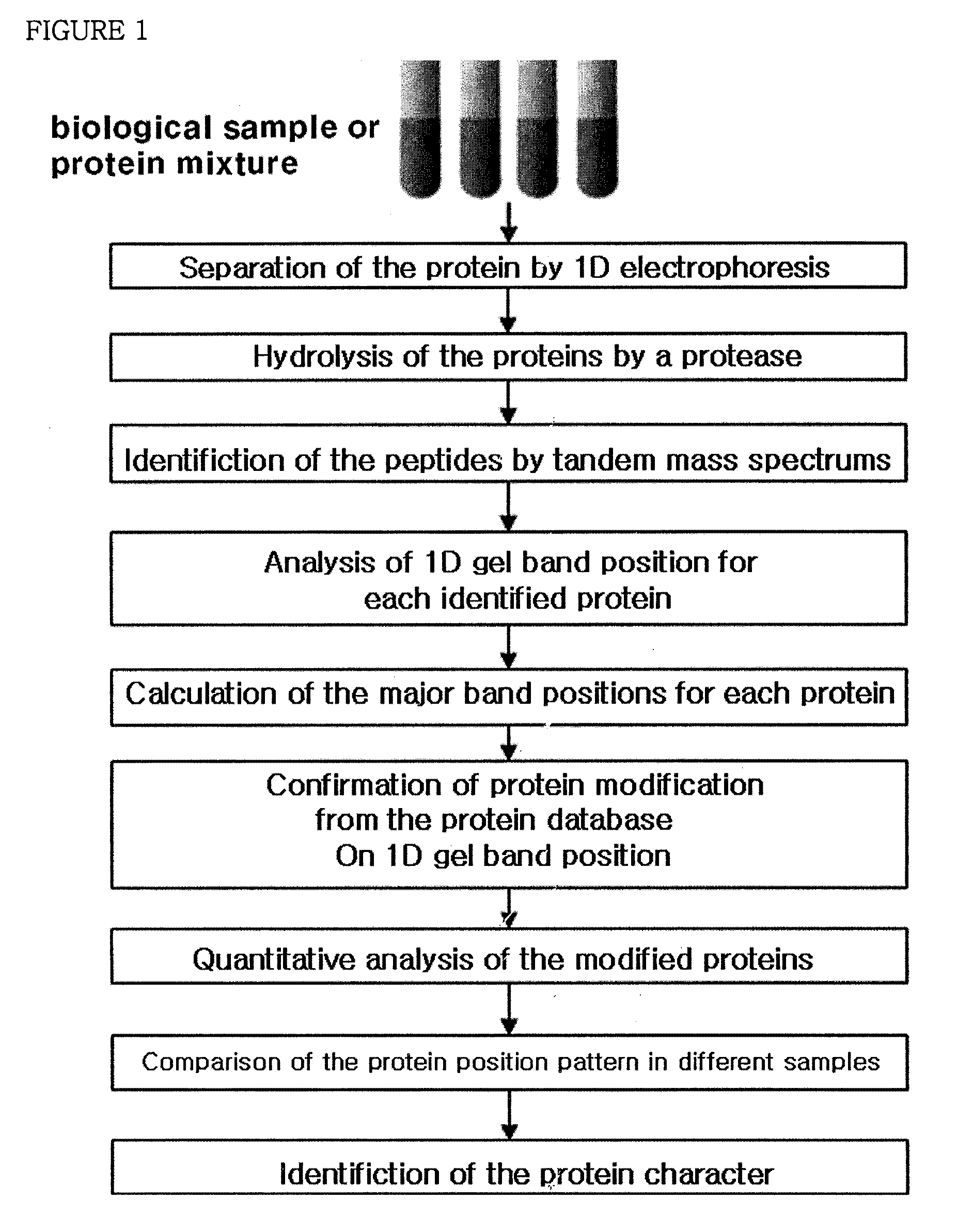 System of analyzing protein modification with its band position of one-dimensional gel by the mass spectral data analysis and the method of analyzing protein modification using thereof