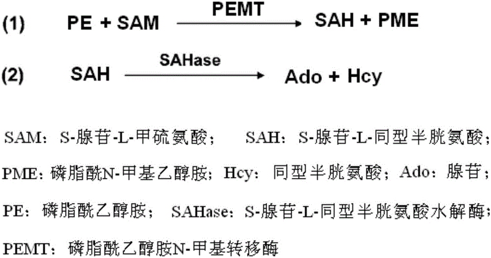 Kit for detecting enzyme activity of PEMT (phosphatidyl ethanolamine N-methyltransferase)