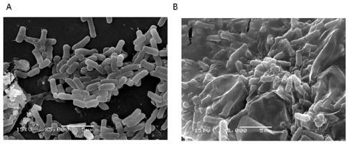 Instant seaweed antibacterial packaging material with shelf life indicator label