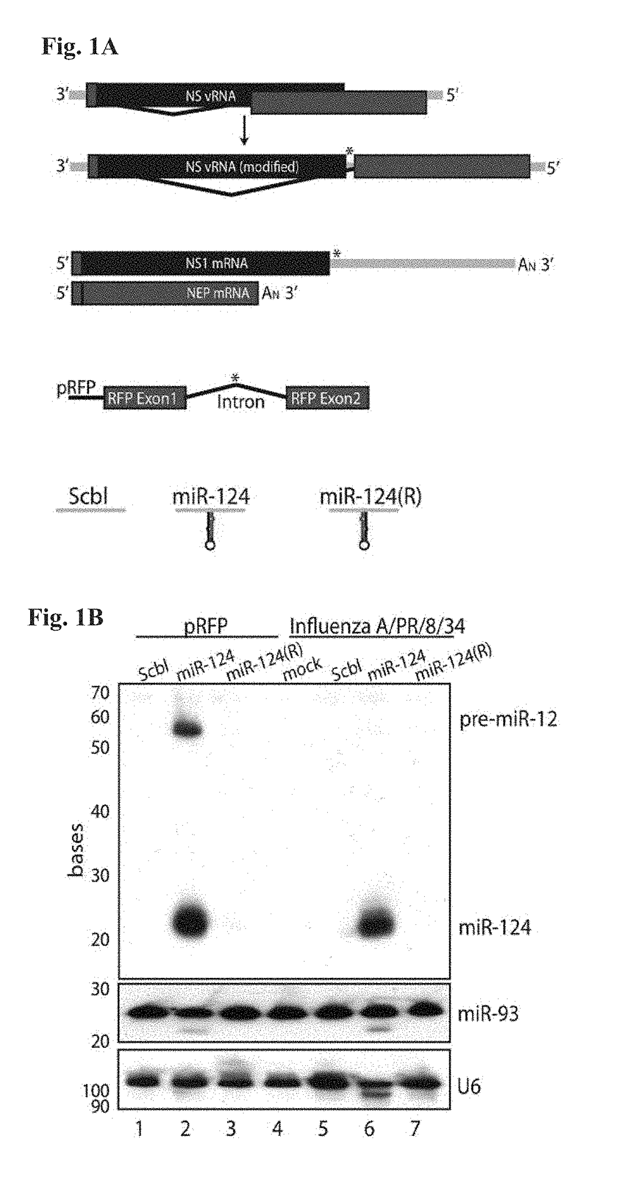 Recombinant RNA Viruses and Uses Thereof
