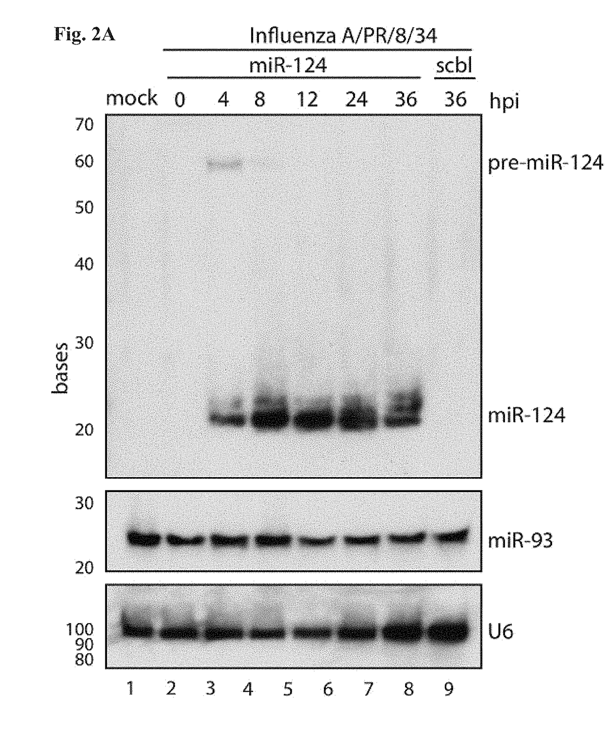 Recombinant RNA Viruses and Uses Thereof