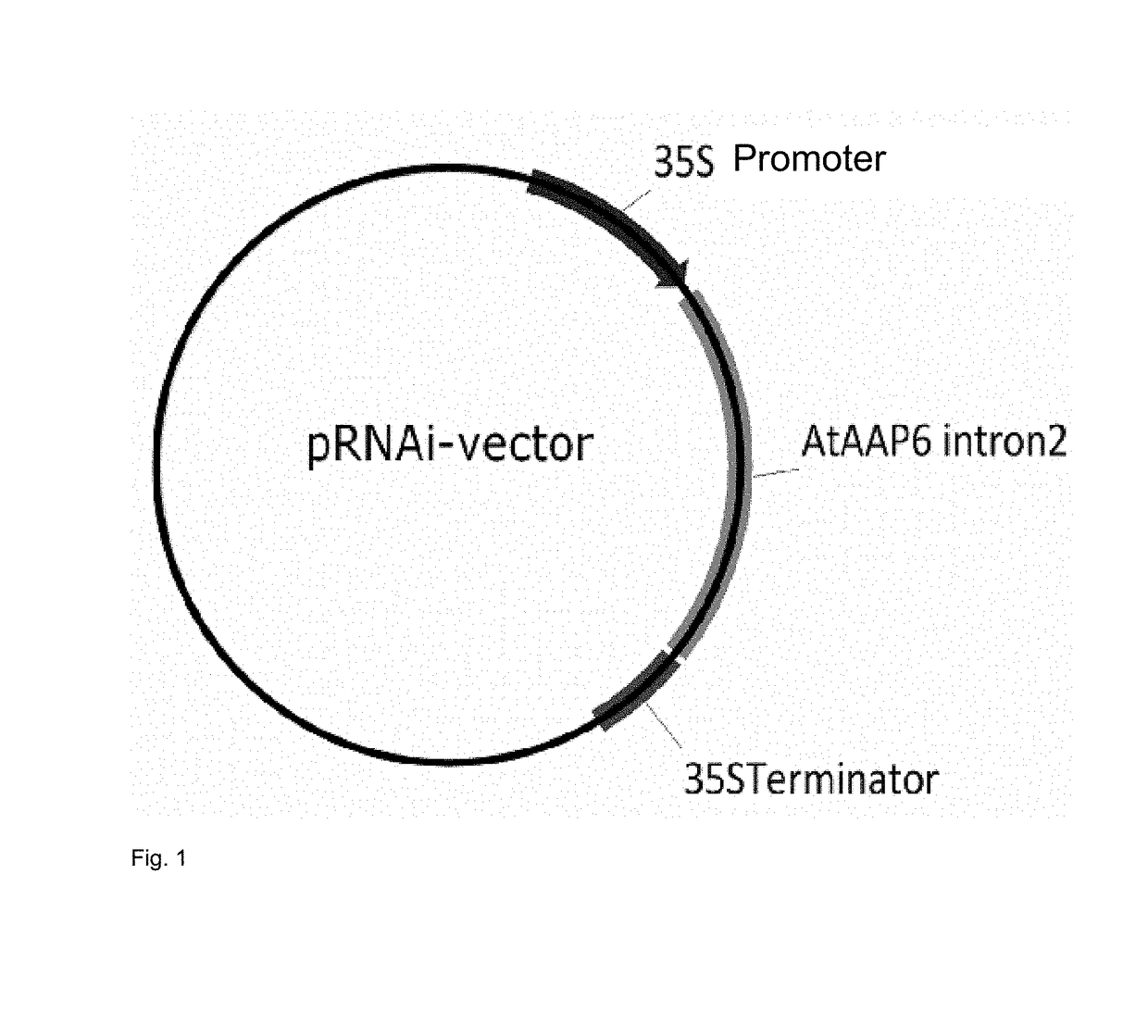 Transgenic plant of the species solanum tuberosum with resistance to phytophthora