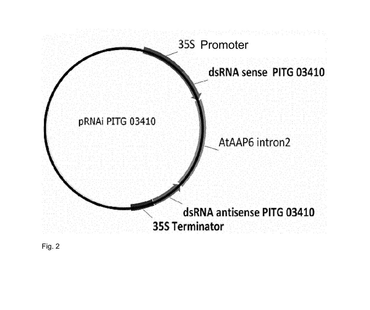 Transgenic plant of the species solanum tuberosum with resistance to phytophthora