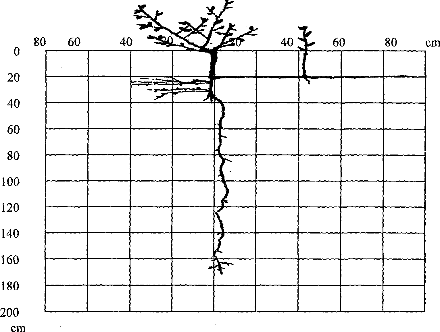 Groundwater buried depth abductive technique of desert plant seedling root system growth