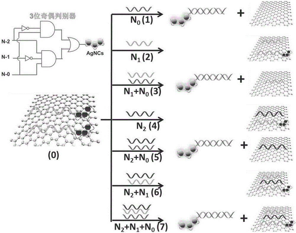 Preparation and application of label-free odd-even discriminator based on silver nanoclusters and graphene oxide