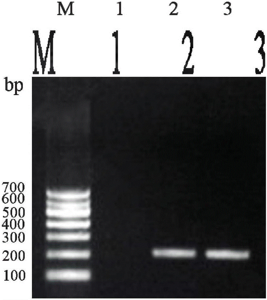 PCR detection kit and detection method of rana boulengeri-infected shewanella putrefaciens