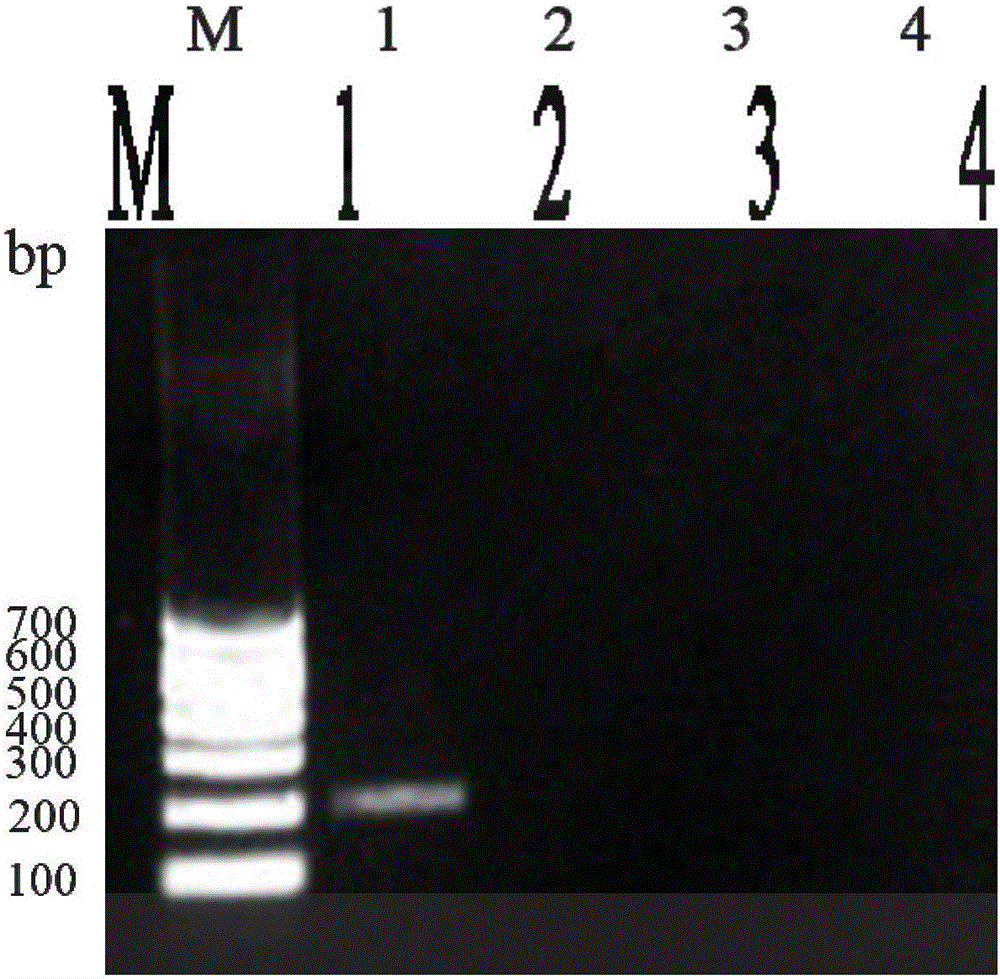 PCR detection kit and detection method of rana boulengeri-infected shewanella putrefaciens