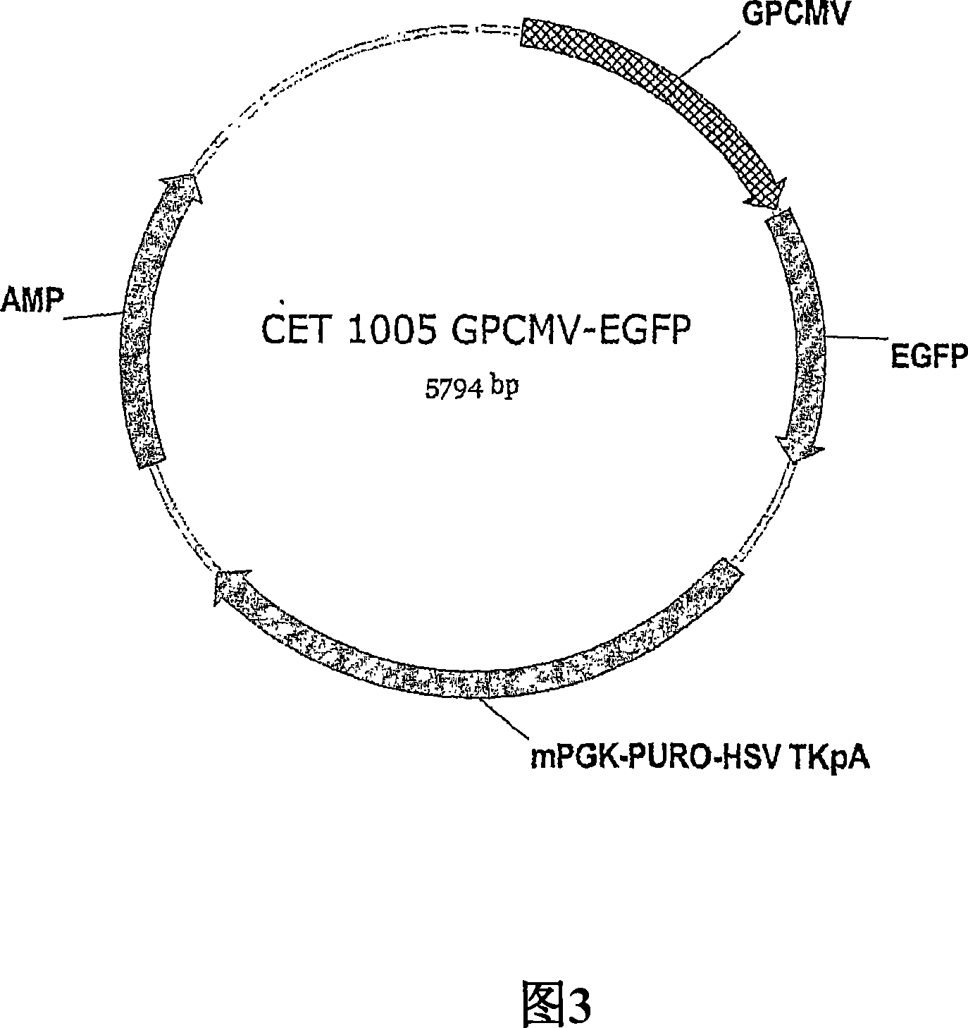 Vectors comprising novel regulatory elements