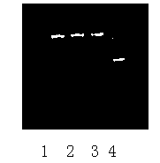 Method for identifying tomato yellow leaf curl virus resistance