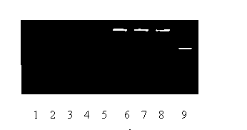 Method for identifying tomato yellow leaf curl virus resistance