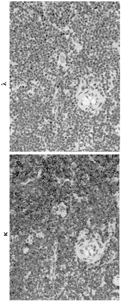 Detection of immunoglobulin light chain restrication by rna in situ hybridization