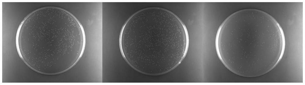 A water-soluble conjugated polymer with antibacterial and antiviral functions and its preparation and application