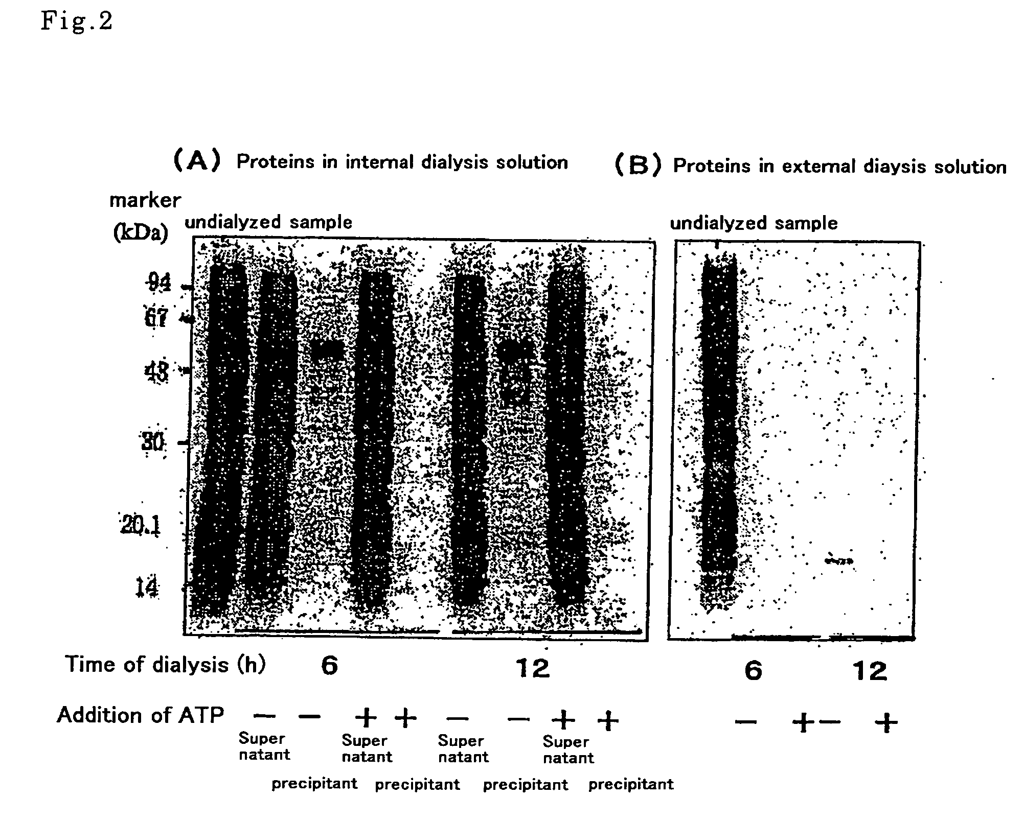Cell extract for cell-free protein synthesis and process for producing the same