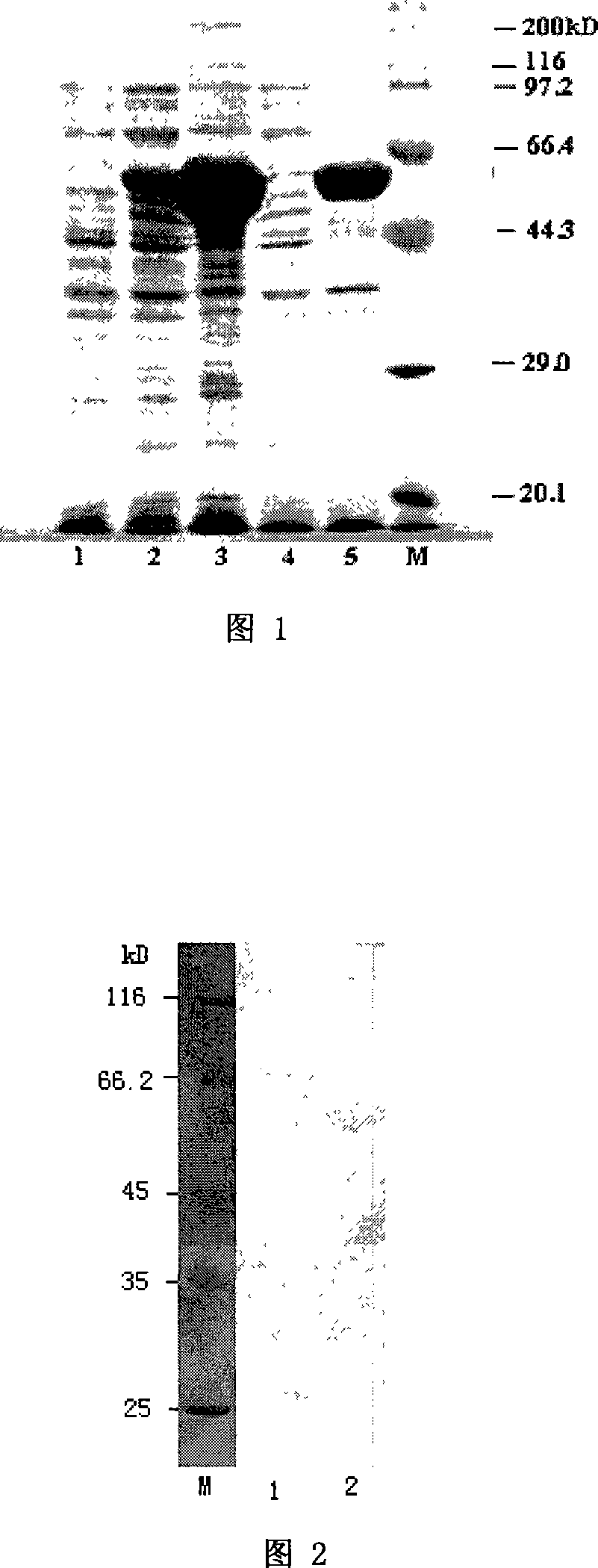 Recombinant main outer membrane protein of chlamydi trachomatis and preparation method and application thereof