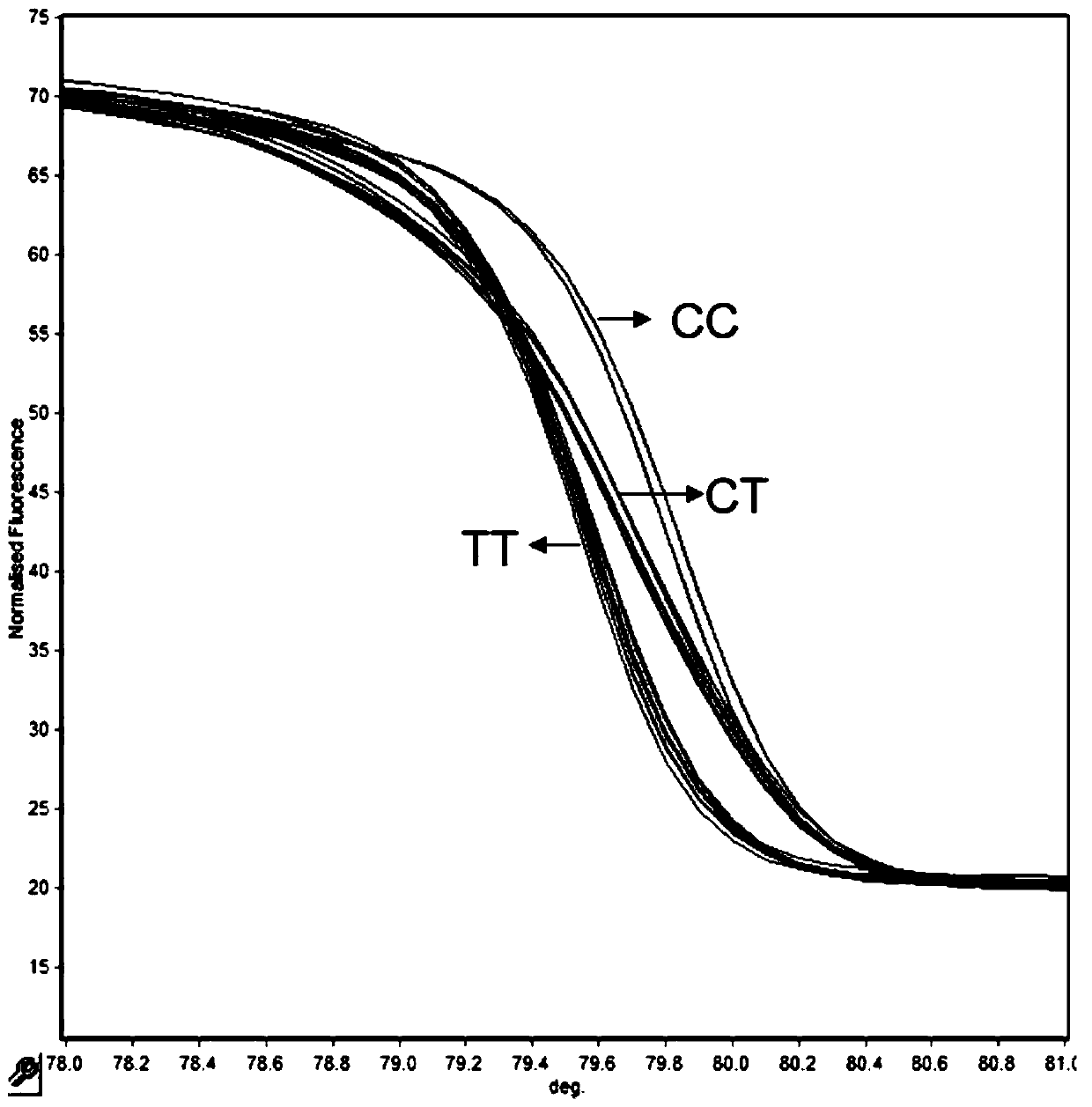 High resolution melting (HRM) typing primer for detecting rs 909253 locus and application of HRM typing primer