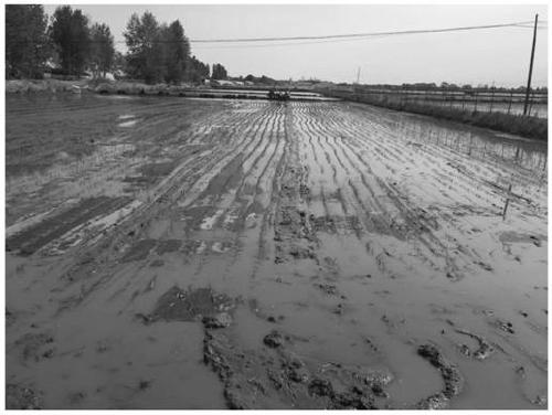 Ecological degradation mulching film for rice in Heilongjiang regions