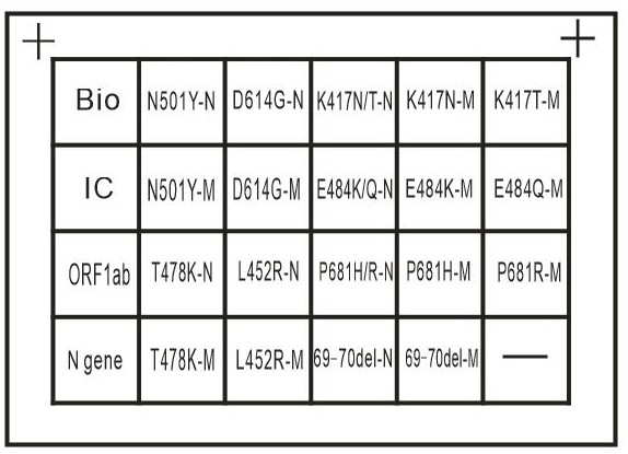 A primer probe set, detection kit and application thereof for detecting different novel coronavirus mutant strains based on multiplex PCR technology