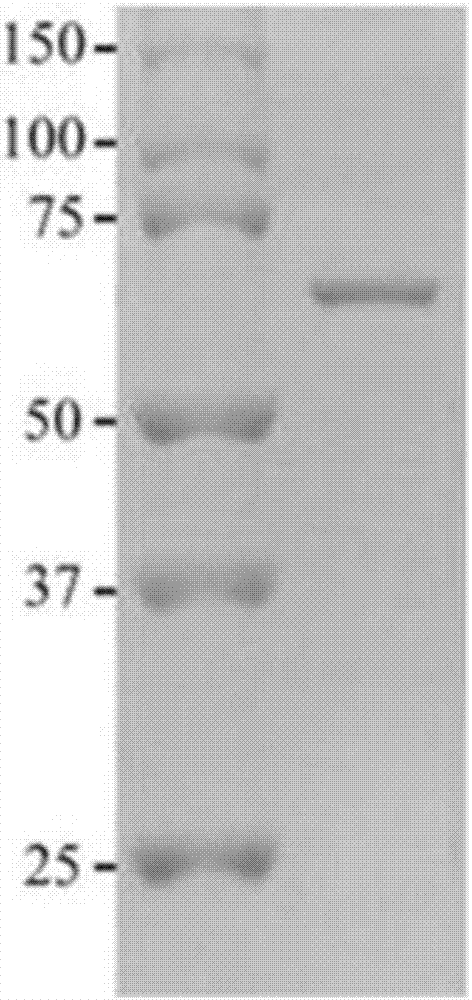Tumor-specific antigen TSP70 and application thereof