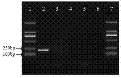 Specific PCR (Polymerase Chain Reaction) identification method of paecilomyces hepiali powder