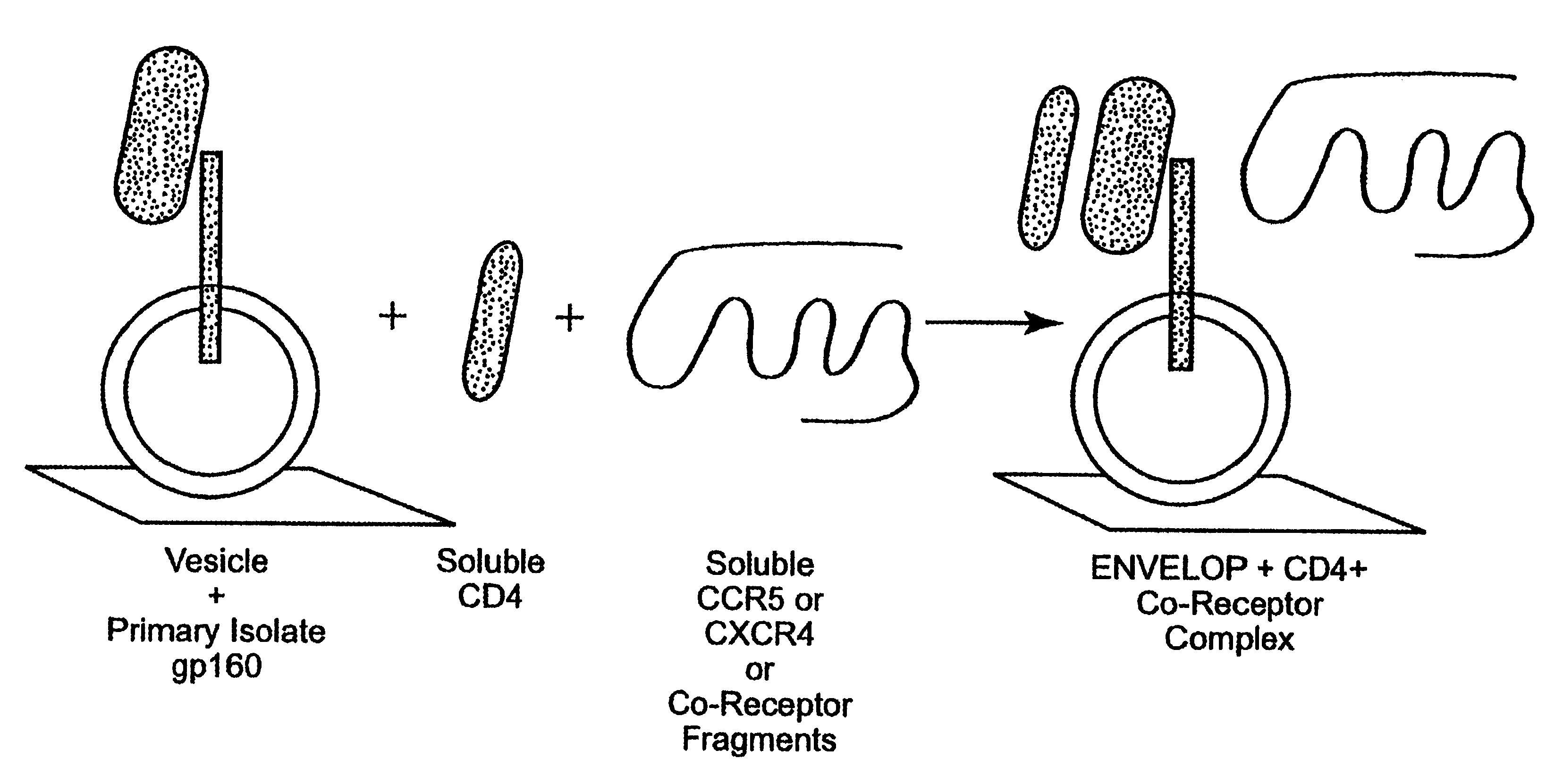Immunogen comprising an HIV envelope protein, a ligand and H2 peptide