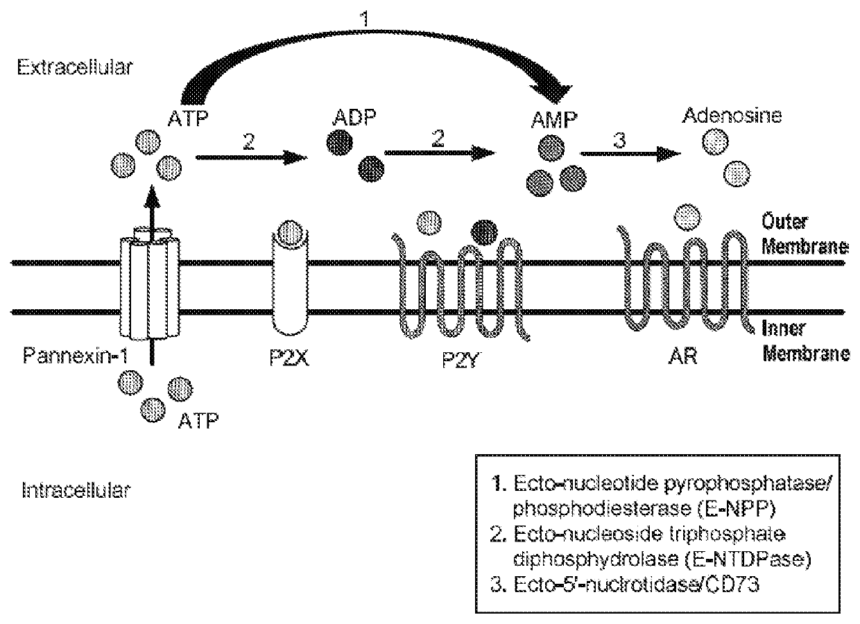 Inhibitors of CD73-mediated immunosuppression