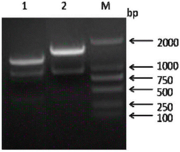 Recombinant European avian-borne H1N1 subtype swine influenza vaccine strain, and preparation method and application thereof