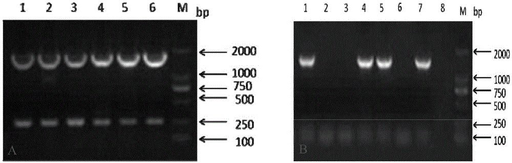 Recombinant European avian-borne H1N1 subtype swine influenza vaccine strain, and preparation method and application thereof