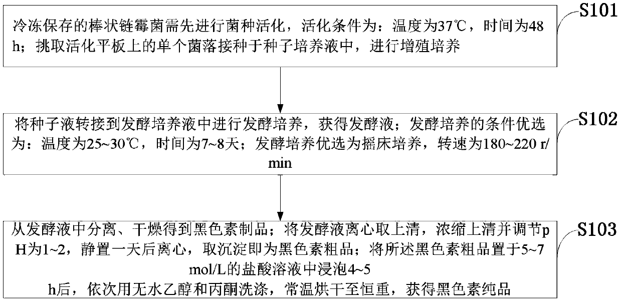 A kind of Streptomyces clavulatus and its application method in producing melanin