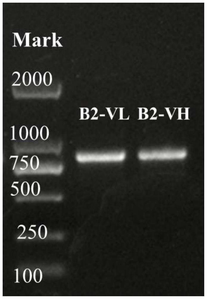 The variable region sequence of a specific anti-clothianidin antibody and the preparation and application of its recombinant complete antibody