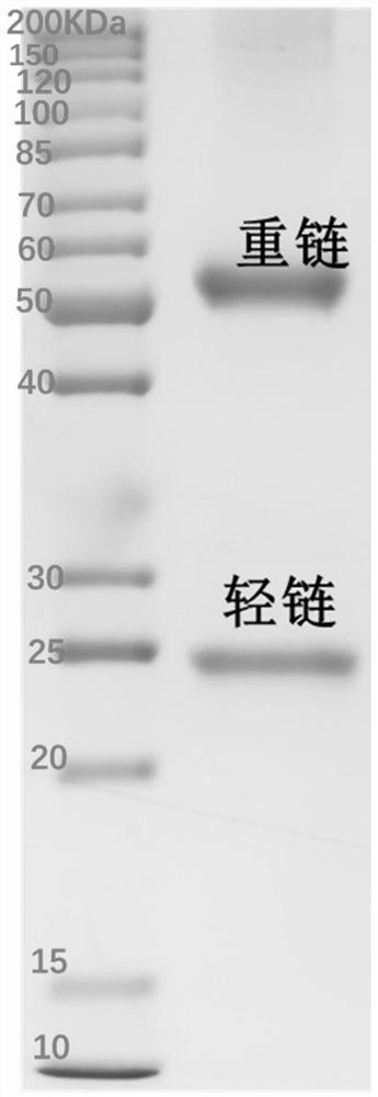 The variable region sequence of a specific anti-clothianidin antibody and the preparation and application of its recombinant complete antibody