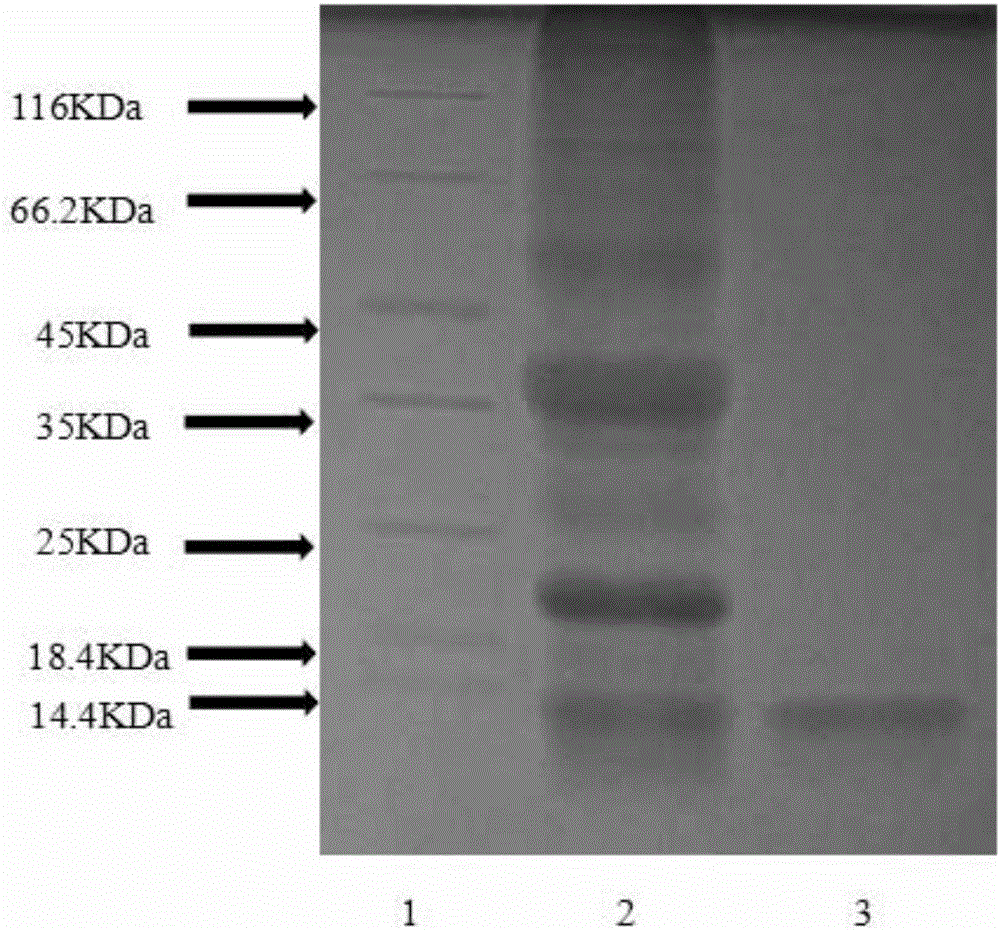 Extraction method of 13KDa rice alcohol soluble protein