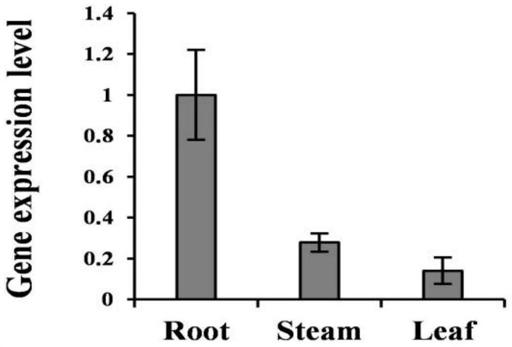 Application of cotton ghlecrk1 gene in plant resistance to Verticillium wilt