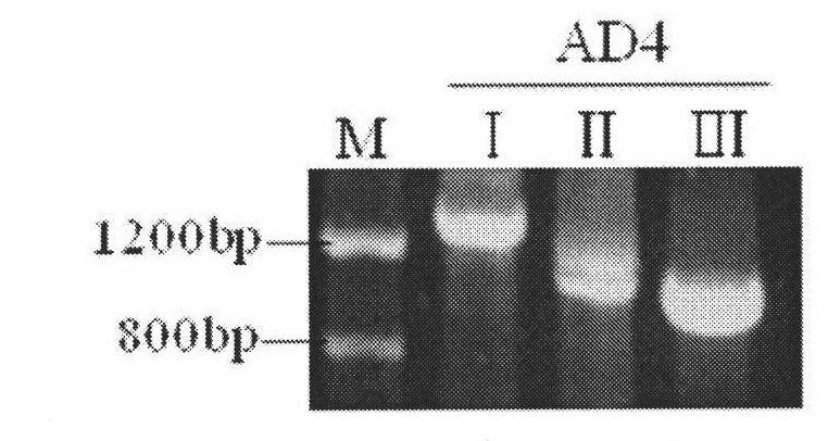 Engineering bacteria with high tolerance to acrylamide and acrylonitrile for producing nitrile hydratase and application thereof