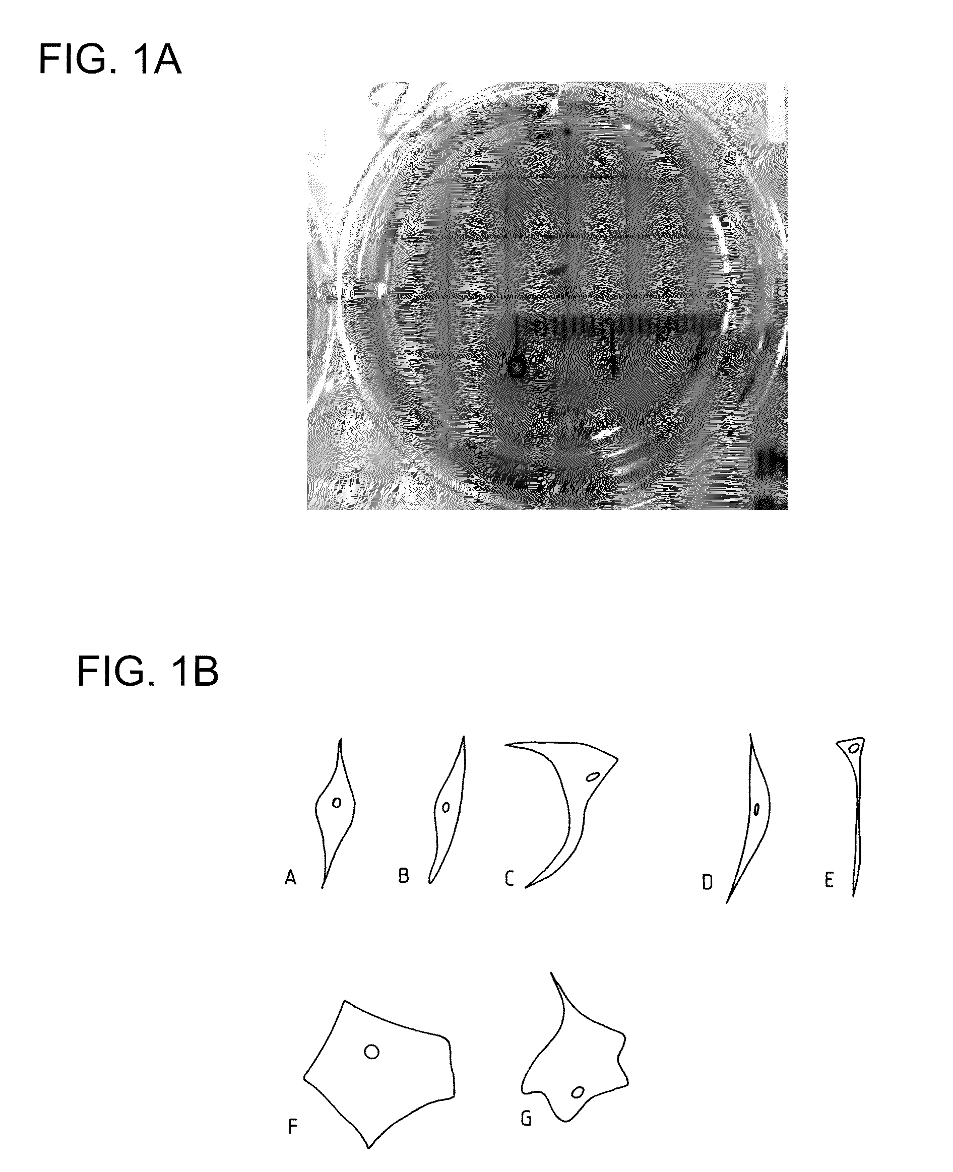 Cells for therapy of the heart, method of obtaining a cell preparation, and cell preparation