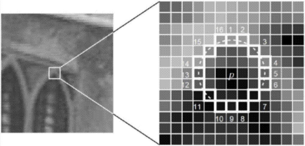 A plant identification system and identification method