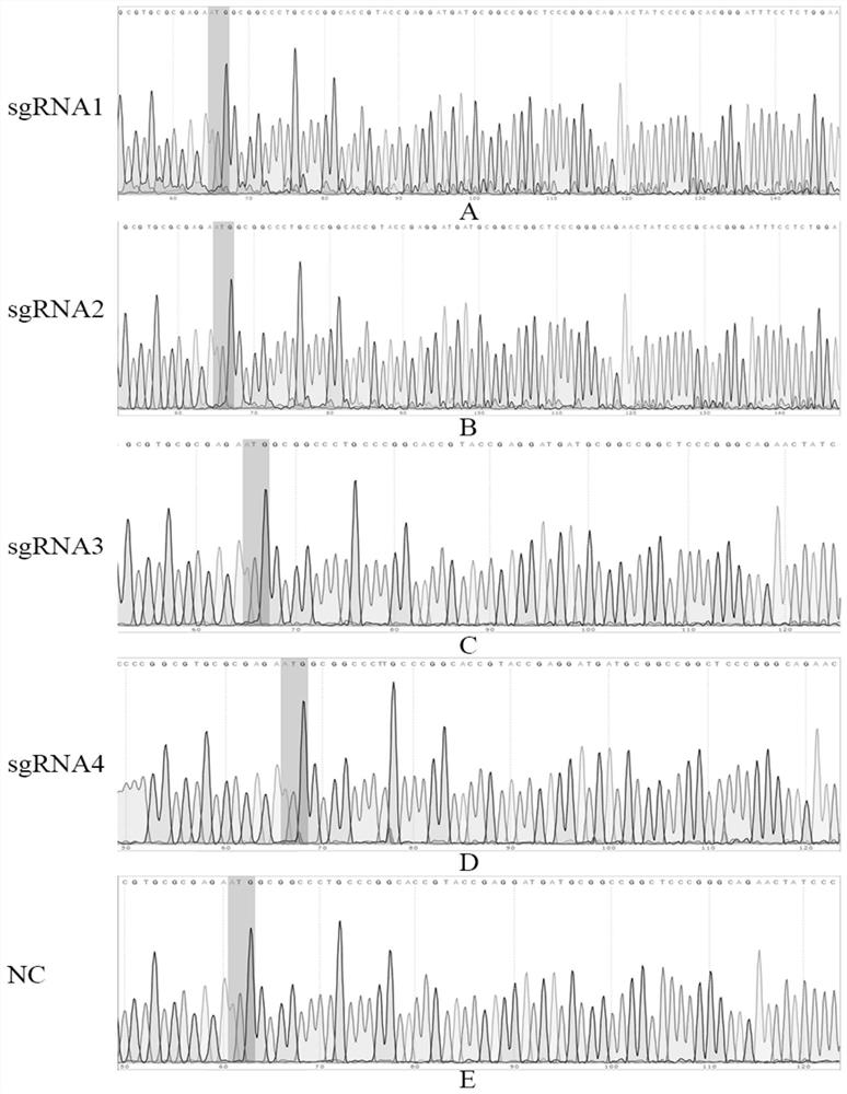 Two sgRNA guide sequences specifically targeting pig Pax7 gene and application